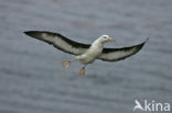 Black-browed Albatross (Thalassarche melanophrys) 