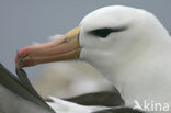 Black-browed Albatross (Thalassarche melanophrys) 