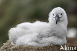 Black-browed Albatross (Thalassarche melanophrys) 