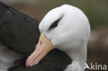 Black-browed Albatross (Thalassarche melanophrys) 