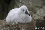 Black-browed Albatross (Thalassarche melanophrys) 