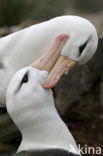 Black-browed Albatross (Thalassarche melanophrys) 