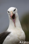 Black-browed Albatross (Thalassarche melanophrys) 