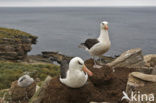 Wenkbrauwalbatros (Thalassarche melanophrys) 