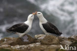 Black-browed Albatross (Thalassarche melanophrys) 