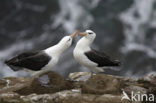 Black-browed Albatross (Thalassarche melanophrys) 