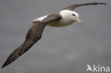 Black-browed Albatross (Thalassarche melanophrys) 