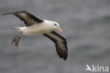 Black-browed Albatross (Thalassarche melanophrys) 