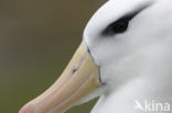 Black-browed Albatross (Thalassarche melanophrys) 