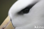 Black-browed Albatross (Thalassarche melanophrys) 