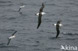 Black-browed Albatross (Thalassarche melanophrys) 