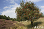 Wilde lijsterbes (Sorbus aucuparia)