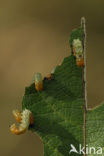 Willow Sawfly (Nematus salicis)