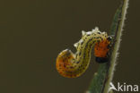 Willow Sawfly (Nematus salicis)