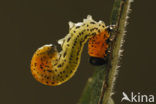 Willow Sawfly (Nematus salicis)