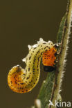 Wilgenbladwesp (Nematus salicis)