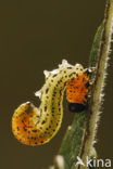 Willow Sawfly (Nematus salicis)