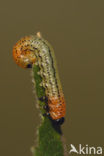 Willow Sawfly (Nematus salicis)