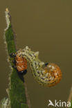 Willow Sawfly (Nematus salicis)