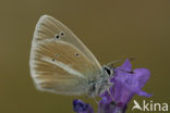 Damon Blue (Polyommatus damon)