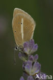 Damon Blue (Polyommatus damon)