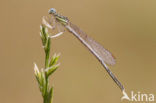 Witte breedscheenjuffer (Platycnemis latipes)