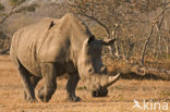 white Rhinoceros