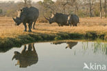 white Rhinoceros