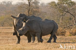 white Rhinoceros