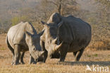 white Rhinoceros