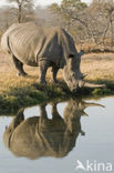 white Rhinoceros