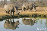 white Rhinoceros