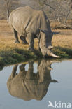 white Rhinoceros