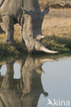 white Rhinoceros