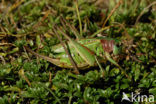 Wrattenbijter (Decticus verrucivorus) 