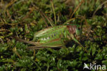 Wrattenbijter (Decticus verrucivorus) 