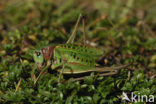 Wrattenbijter (Decticus verrucivorus) 