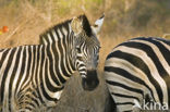 Zebra (Equus spp)