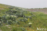 Seakale (Crambe maritima)