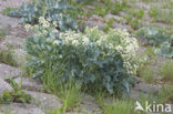 Seakale (Crambe maritima)