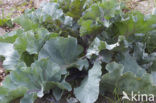 Seakale (Crambe maritima)