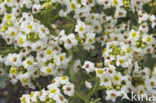 Seakale (Crambe maritima)