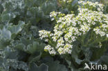 Seakale (Crambe maritima)