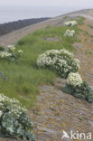 Seakale (Crambe maritima)