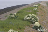 Seakale (Crambe maritima)