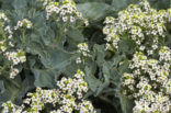 Seakale (Crambe maritima)