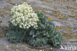 Zeekool (Crambe maritima)