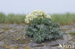 Seakale (Crambe maritima)