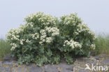 Seakale (Crambe maritima)