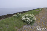 Seakale (Crambe maritima)